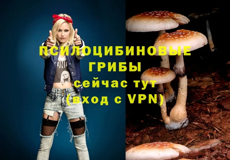 Галлюциногенные грибы Psilocybe  купить   Ивдель 